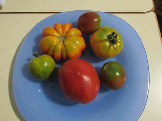 colorful tomatoes 2019